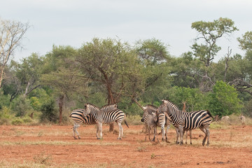 Fototapeta na wymiar plains zebra, equus quagga, equus burchellii, common zebra, Kruger national park