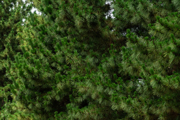 松のテスクチャー