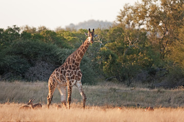 South African giraffe, cape giraffe, giraffa giraffa giraffa, Kruger national park
