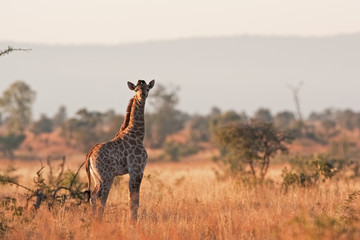 South African giraffe, cape giraffe, giraffa giraffa giraffa, Kruger national park