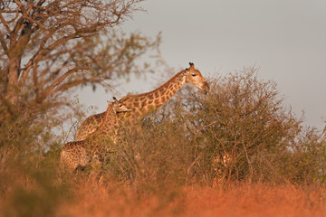 South African giraffe, cape giraffe, giraffa giraffa giraffa, Kruger national park