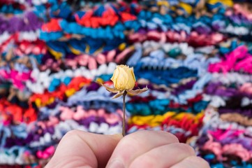 Little yellow rose in hand on colorful background. Dried flower. Dried rose