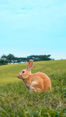공원, 토끼
