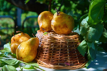 Fresh, yellow pears with a background of fresh, green leaves on a branch.
