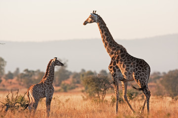 South African giraffe, cape giraffe, giraffa giraffa giraffa, Kruger national park