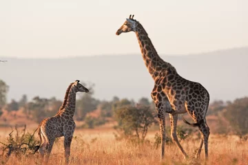 Poster Zuid-Afrikaanse giraf, Kaapse giraf, giraffa giraffa giraffa, Kruger nationaal park © prochym