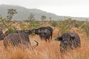 Fototapeta premium African buffalo, cape buffalo, syncerus caffer, Kruger national park