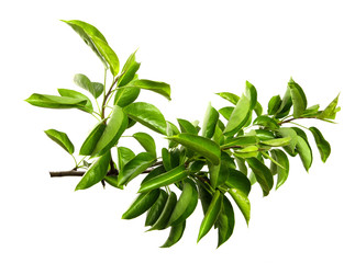 pear tree branch on an isolated white background. stick pear tree with green foliage isolate