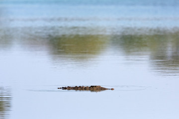 nile crocodile,crocodylus niloticus, South Africa, Kruger National park