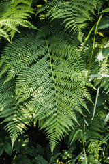 Ferns in the forest. Beautyful ferns leaves green foliage. Natural floral fern background in sunlight. Green fern leaves perfect as background.
