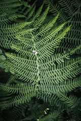 Fototapeta na wymiar Ferns in the forest. Beautyful ferns leaves green foliage. Natural floral fern background in sunlight. Green fern leaves perfect as background.