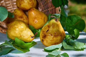 Fresh, yellow pears with a background of fresh, green leaves on a branch.