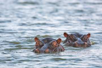 common hippopotamus, hippopotamus amphibius, hippo, Kruger national park