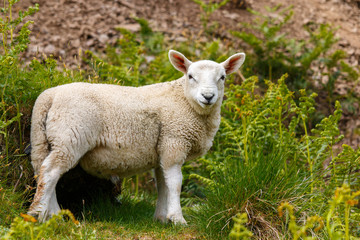 Naklejka na ściany i meble Young sheep, lamb standing on a hill and facing the camera, Scotland, summertime, cute