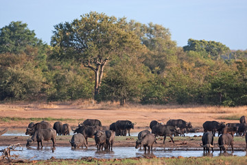 Obraz premium African buffalo, cape buffalo, syncerus caffer, Kruger national park