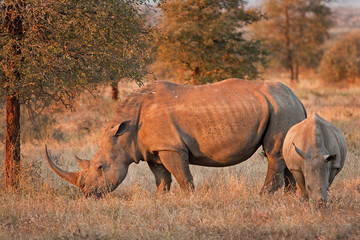 white rhinoceros, square lipped rhinoceros, ceratotherium simum, South Africa, Kruger National park