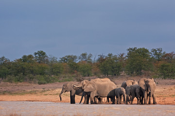 Fototapeta na wymiar African bush elephant, loxodonta africana, Kruger National park
