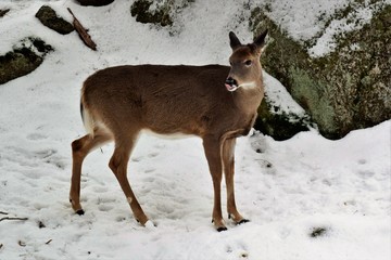 Red deer poking its tongue out
