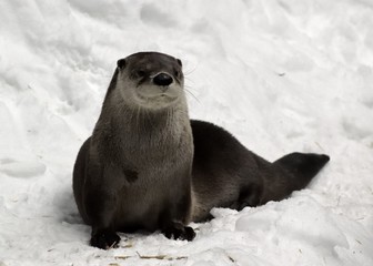 River otter in its winter coat