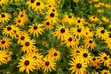 デイジー（花菜ガーデン）