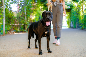 Young girl is walking with her dog on a leash on asphalt sidewalk. Strong black labrador and...