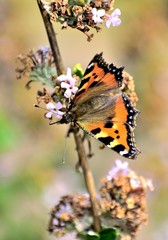Small tortoiseshell butterfly on a plant