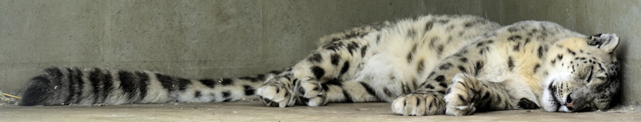 léopard des neiges endormi