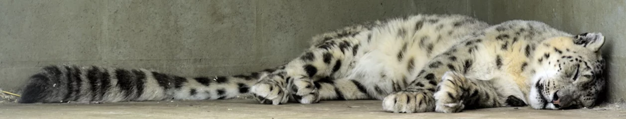 Crédence de cuisine en verre imprimé Léopard léopard des neiges endormi