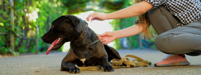Young girl is walking with her dog on a leash on asphalt sidewalk. Strong black labrador and stafford terrier mix breed in green summer park.