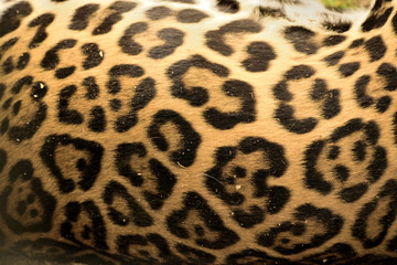 Jaguar skin