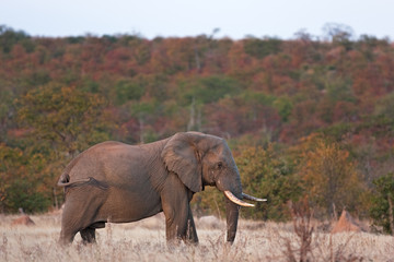 African bush elephant, loxodonta africana, Kruger National park