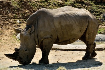 Obraz premium Rhinoceros in a zoo