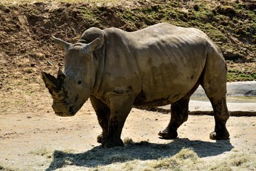 Rhinoceros in a zoo