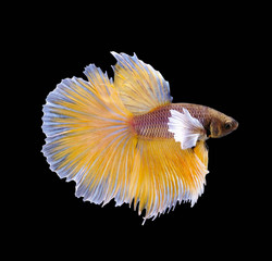 Yellow betta fish are fighting, Siamese fighting fish, Betta fish on black background