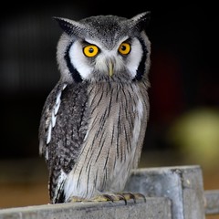 Scops Owl on a fence