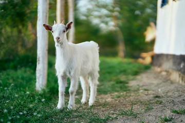 Obraz premium white goat on the farm