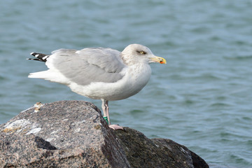 Silbermöwe an der Ostsee