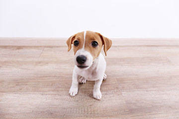 Cute two months old Jack Russel terrier puppy with folded ears. Small adorable doggy with funny fur stains. Close up, copy space, top view, wood textured floor background.