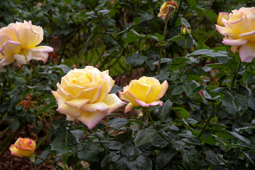 Rose bloom - yellow flowers with a hint of pink