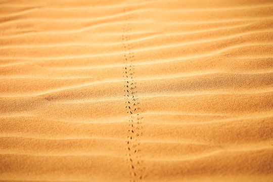 Spuren eines Tieres im W&uuml;stensand 