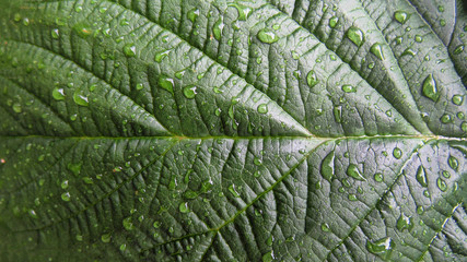 book cover. Green leaf macro photo.  Green leaf  background. Green leaf texture