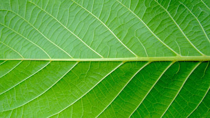 Green leaf macro photo.  Green leaf  background. Green leaf texture