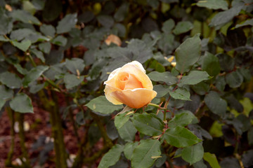 Rose bloom - single peach bud