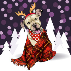 Hand drawn portrait of pit bull teriier dog wearing deer horn hat and plaid blanket. Vector Christmas poster. Xmas greeting card. Winter seasonal celebration. Colored new year pet portrait.