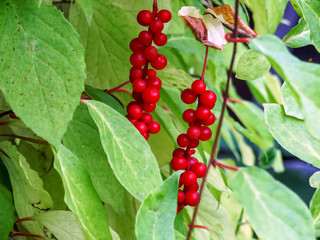 Chinese Magnolia vine, Schisandra chinensis. The concept of natural substances for health promotion.