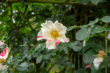 Rose blooms - White and pink variegation