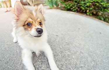 Portrait of pomeranian dog sitting on street. Pomeranian spitz sitting on street