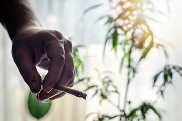 Hand of young Man holding burning Marijuana Joint against Cannabis plant