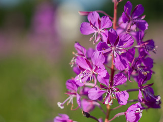 Blooming background with close-up view of willow-herb. Epilobium flower.