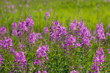 Landscape with blooming wild flowers willow-herb in Siberia. Ivan tea, fireweed, epilobium flower.